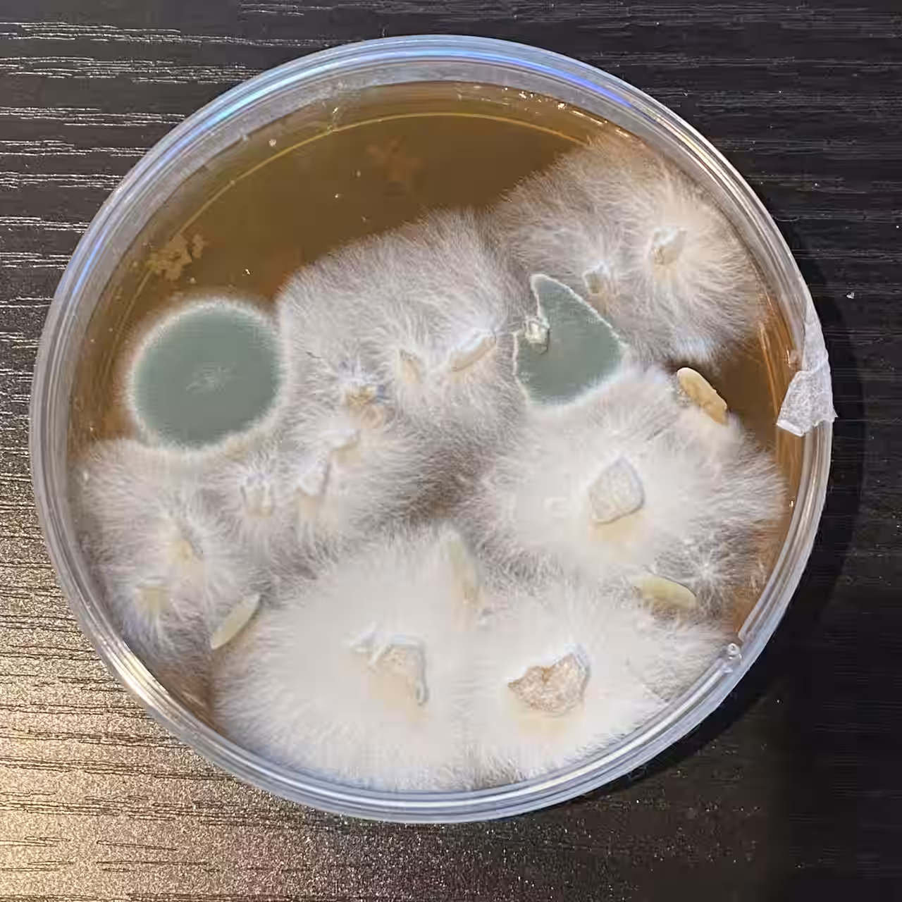 mycelium growth in petri dish